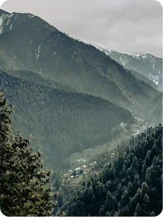 Misty Himalayan forest