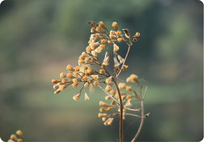 Close view of Himalayan wildflowers